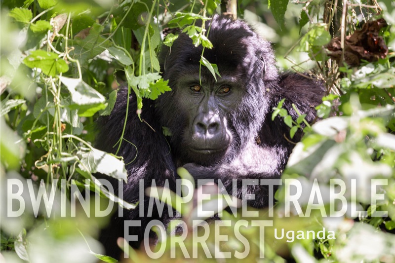 Bwindi Impenetrable Forrest