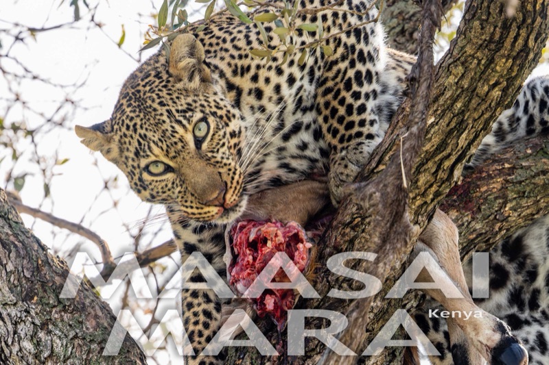 Maasai Mara