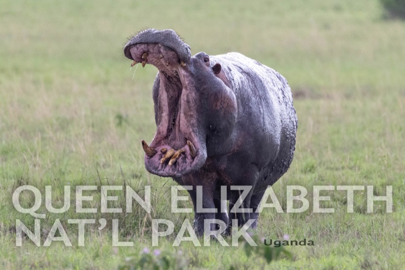 Queen Elizabeth Natl Park