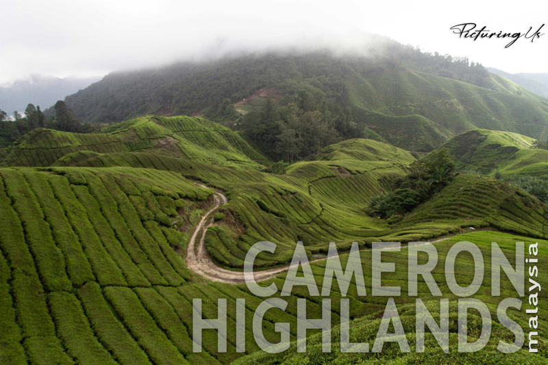 Cameron Highlands