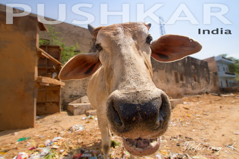 Pushkar