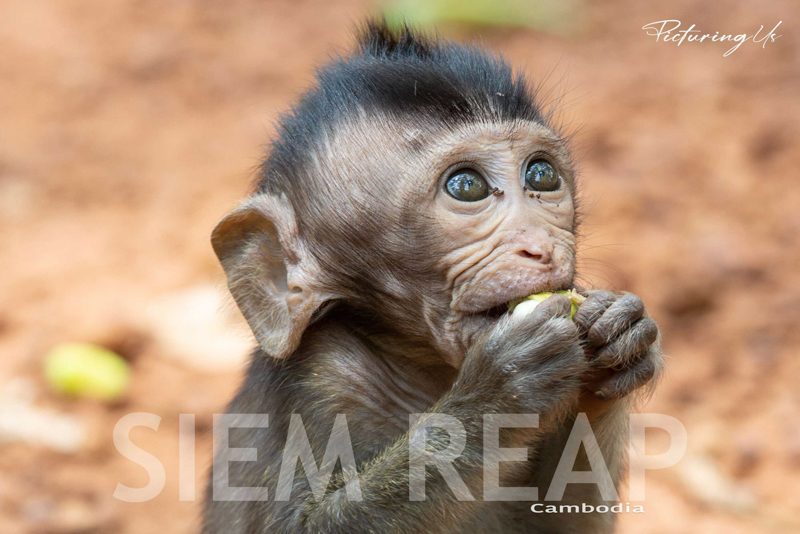 Siem Reap
