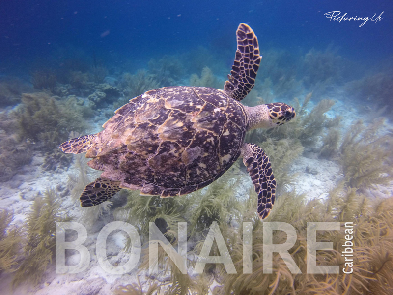 Bonaire