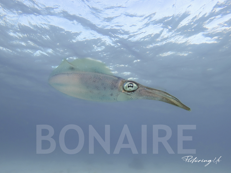 Bonaire